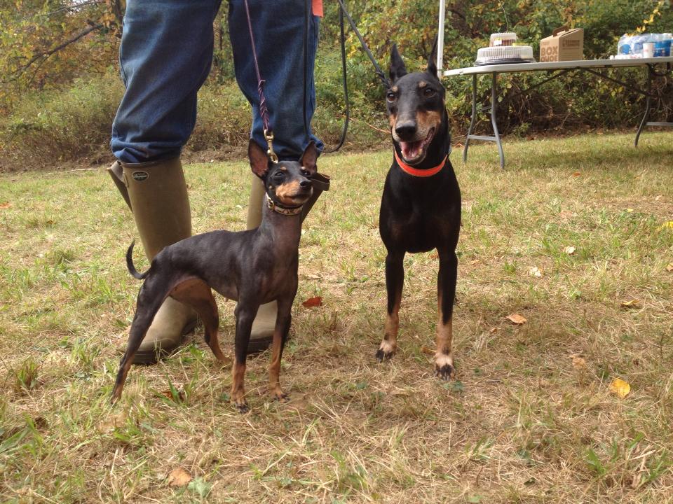 how tall is a manchester terrier