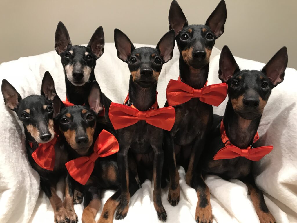 Maximal Toy Manchester Terriers